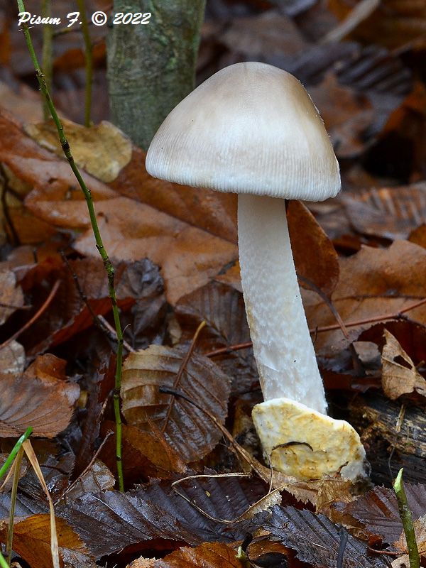 muchotrávka pošvatá Amanita vaginata (Bull.) Lam.