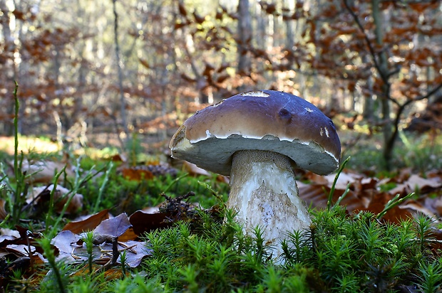 hríb smrekový Boletus edulis Bull.