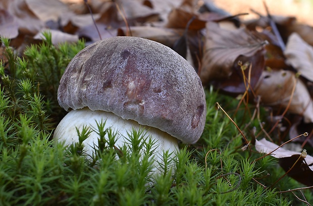 hríb sosnový Boletus pinophilus Pil. et Dermek in Pil.