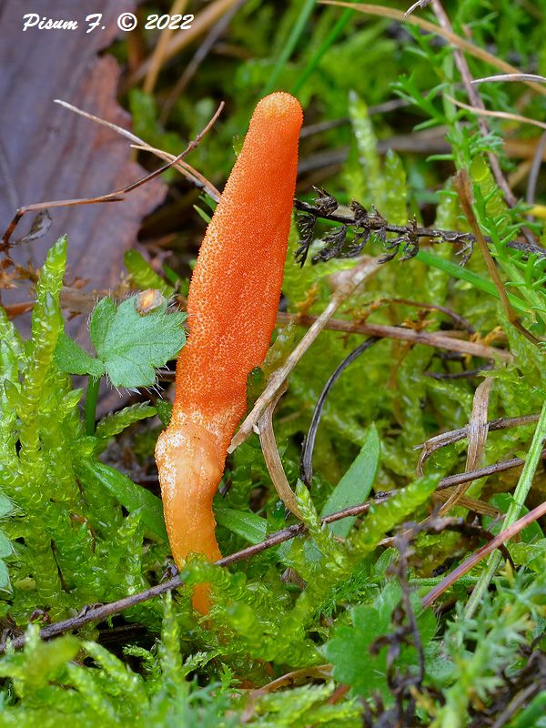 žezlovka hmyzová Cordyceps militaris (Fr.) Link