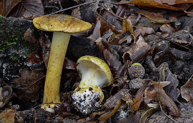 pavučinovec Cortinarius sp.