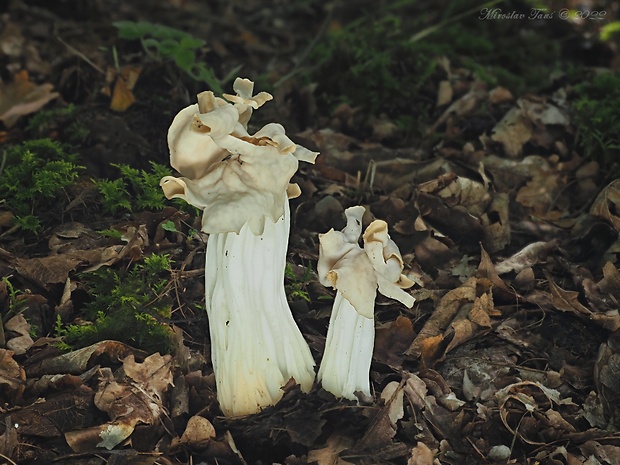 chriapač kučeravý Helvella crispa (Scop.) Fr.