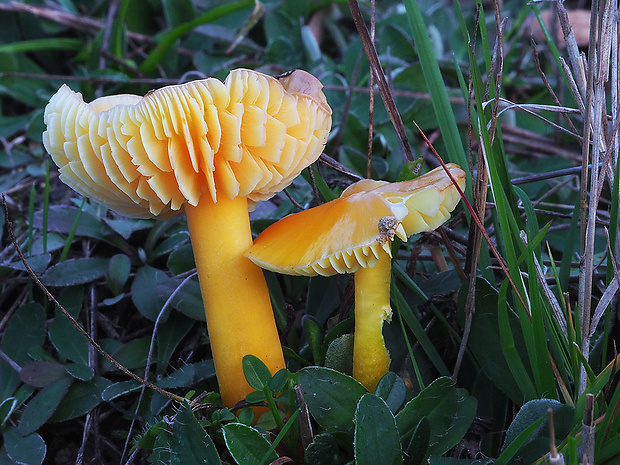 lúčnica citrónovožltá Hygrocybe chlorophana (Fr.) Wünsche