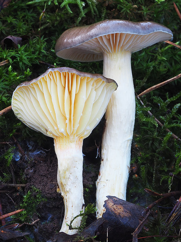 šťavnačka mrazová Hygrophorus hypothejus (Fr.) Fr.