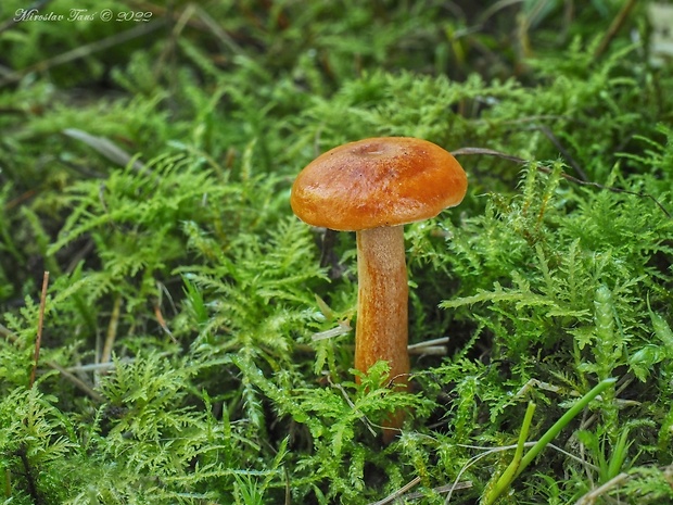 rýdzik pomarančový Lactarius aurantiacus (Pers.) Gray