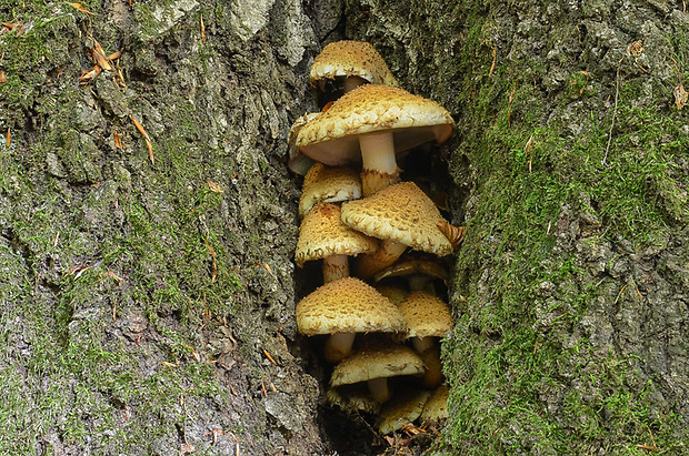 šupinovka slizká Pholiota adiposa (Batsch) P. Kumm.