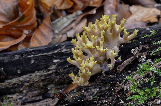 strapačka Ramaria sp.