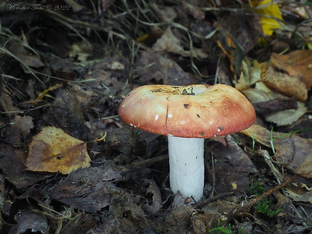 plávka veľká Russula intermedia P. Karst.