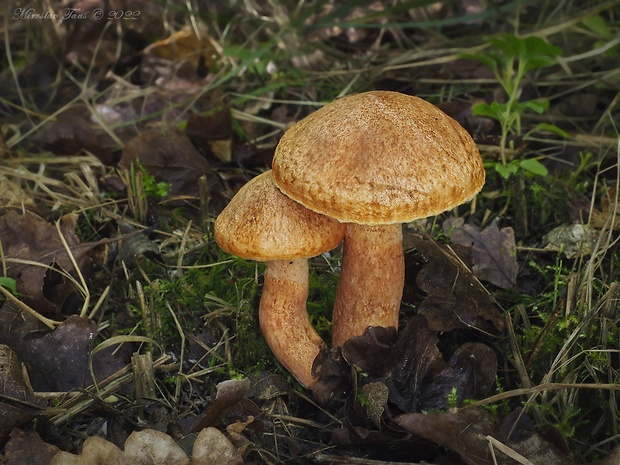 masliak tridentský Suillus tridentinus (Bres.) Singer