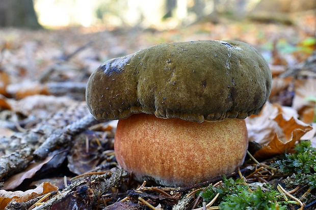 hríb zrnitohlúbikový Sutorius luridiformis (Rostk.) G. Wu & Zhu L. Yang