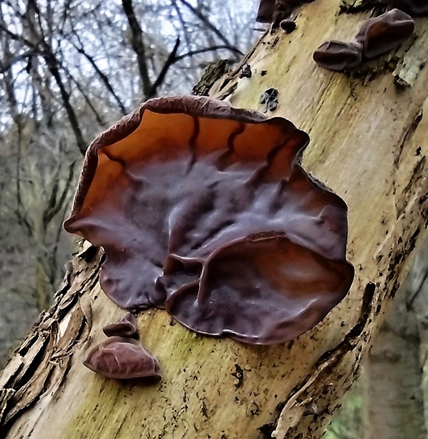 uchovec bazový Auricularia auricula-judae (Bull.) Quél.