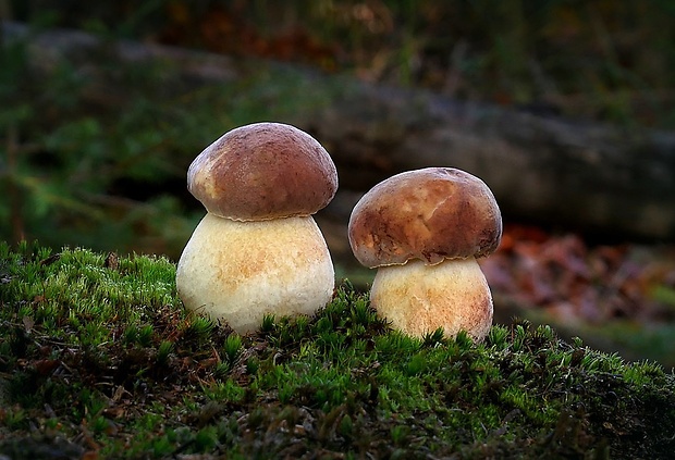 hríb sosnový Boletus pinophilus Pil. et Dermek in Pil.