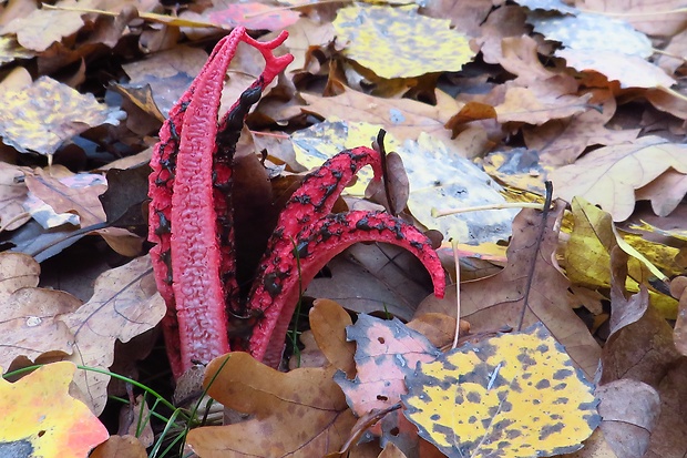 mrežovka kvetovitá Clathrus archeri (Berk.) Dring