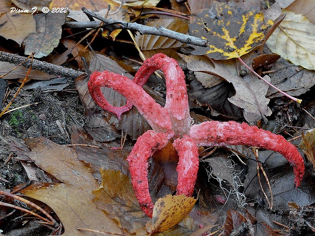 mrežovka kvetovitá Clathrus archeri (Berk.) Dring