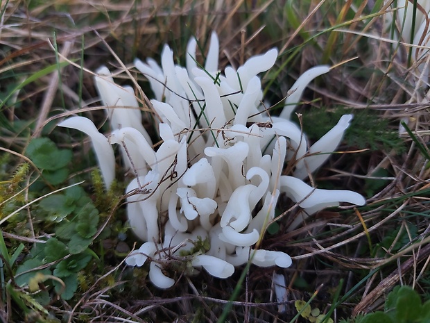 kyjačik lámavý Clavaria fragilis Holmsk.