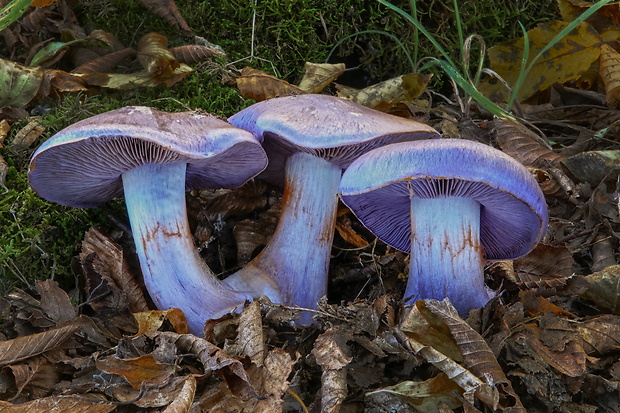 pavučinovec Cortinarius sp.