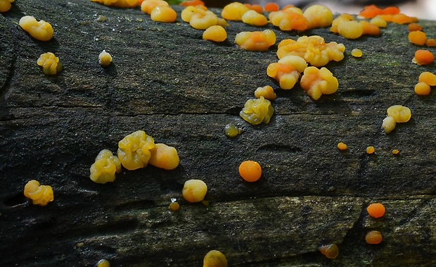 slzovec Dacrymyces sp.