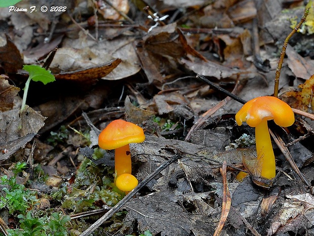 lúčnica Hygrocybe sp.