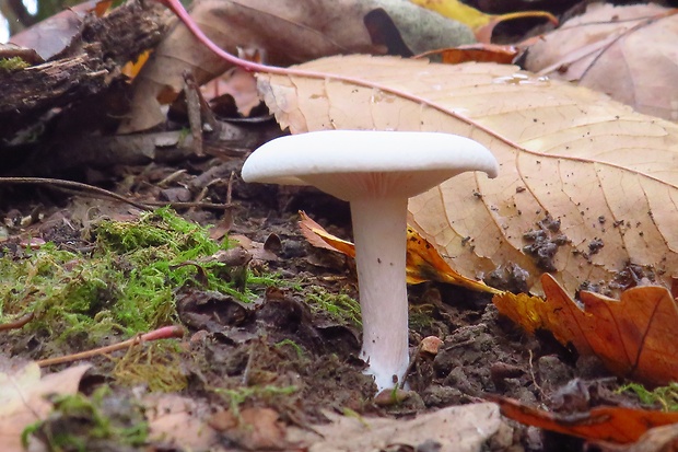 šťavnačka Hygrophorus sp.