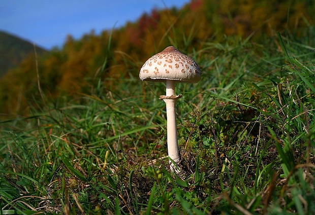 bedľa vysoká Macrolepiota procera (Scop.) Singer