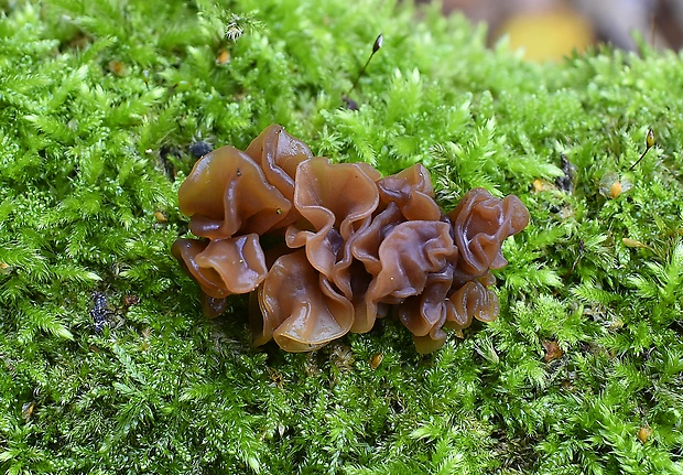 rôsolovka lupeňovitá Phaeotremella foliacea (Pers.) Wedin, J.C. Zamora & Millanes