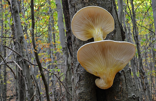 hliva dubová Pleurotus dryinus (Pers.) P. Kumm.