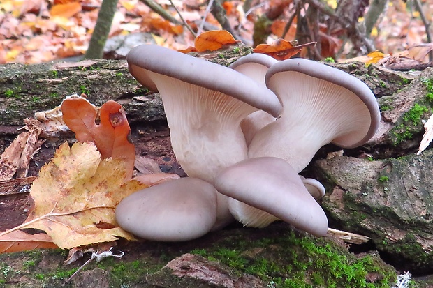 hliva ustricovitá Pleurotus ostreatus (Jacq.) P. Kumm.