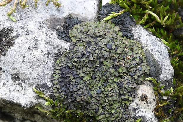 psóra Psora globifera (Ach.) A. Massal.