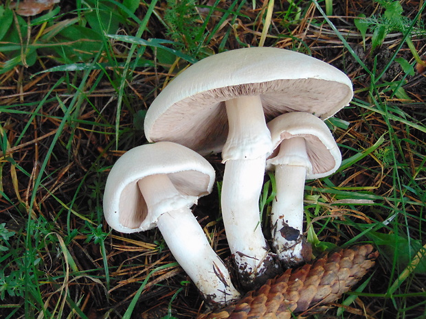 pečiarka Agaricus sp.