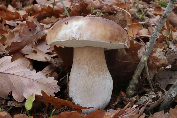 hríb smrekový Boletus edulis Bull.