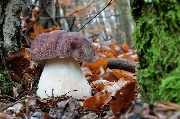 hríb sosnový Boletus pinophilus Pil. et Dermek in Pil.