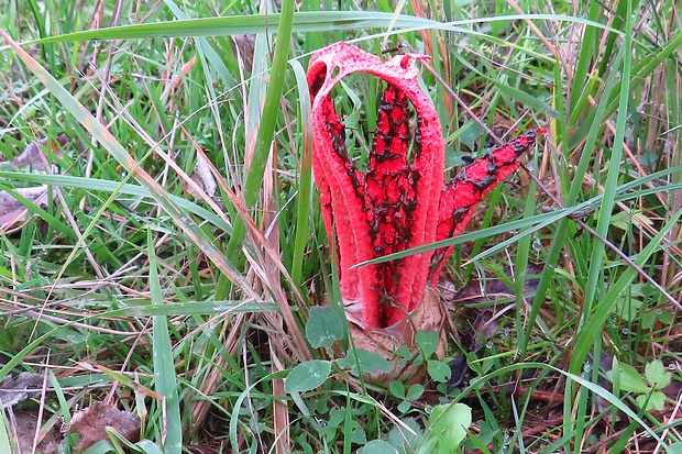 mrežovka kvetovitá Clathrus archeri (Berk.) Dring