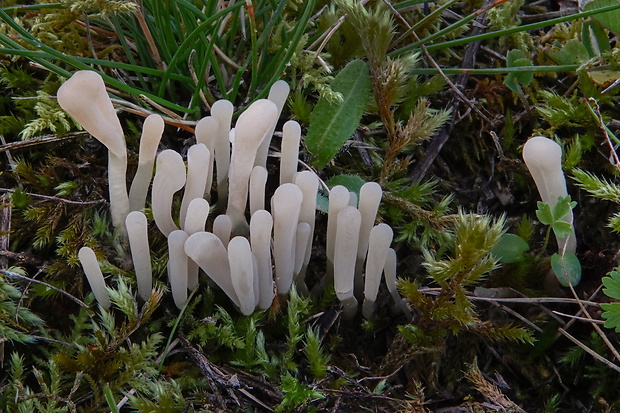 kyjačik Clavaria sp.