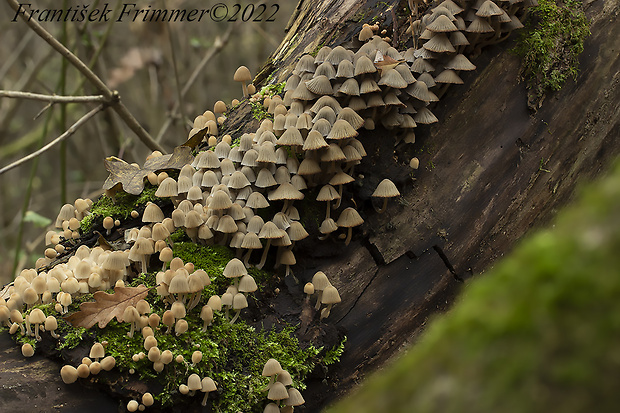 hnojník rozsiaty Coprinellus disseminatus (Pers.) J.E. Lange