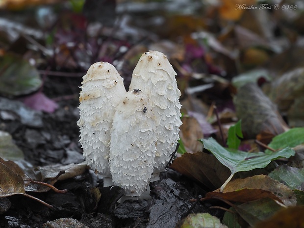 hnojník obyčajný Coprinus comatus (O.F. Müll.) Pers.