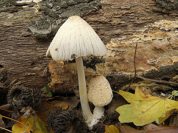 hnojník Coprinus sp.