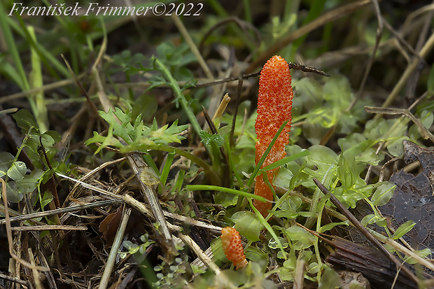 žezlovka hmyzová Cordyceps militaris (Fr.) Link