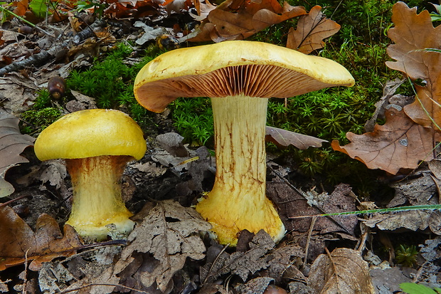 pavučinovec Cortinarius sp.