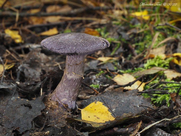 pavučinovec Cortinarius sp.