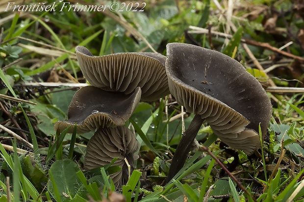 hodvábnica Entoloma sp.