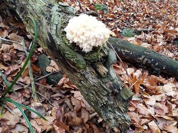 koralovec bukový Hericium coralloides (Scop.) Pers.