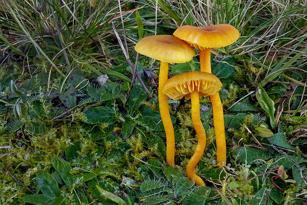 lúčnica krvavá Hygrocybe cf. miniata (Fr.) P. Kumm.