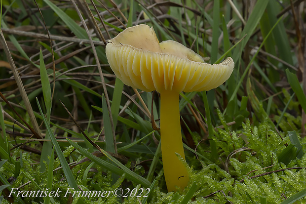 lúčnica citrónovožltá Hygrocybe chlorophana (Fr.) Wünsche