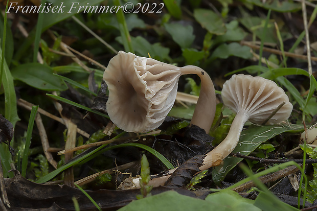 lúčnica Hygrocybe sp.