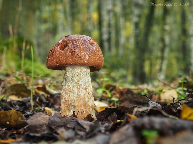 kozák dubový Leccinum aurantiacum (Bull.) Gray