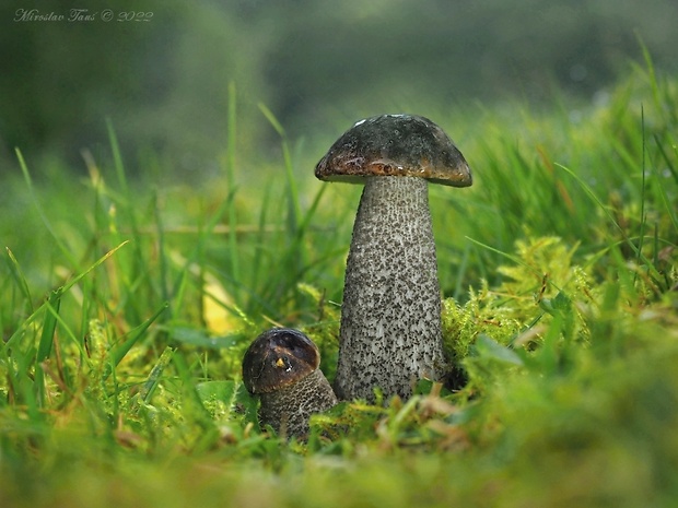 kozák brezový Leccinum scabrum (Bull.) Gray