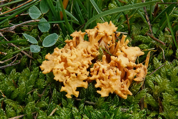 Phaeoclavulina  cf. clavarioides (Schild) Giachini