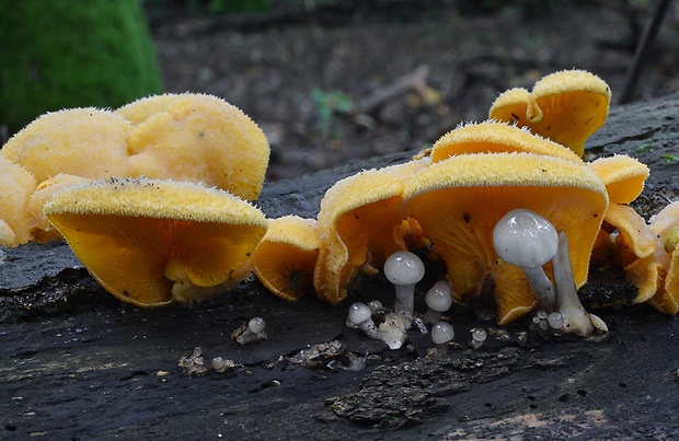 hlivník hniezdovitý Phyllotopsis nidulans (Pers.) Singer