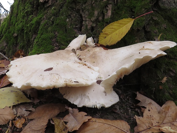 hliva dubová Pleurotus dryinus (Pers.) P. Kumm.