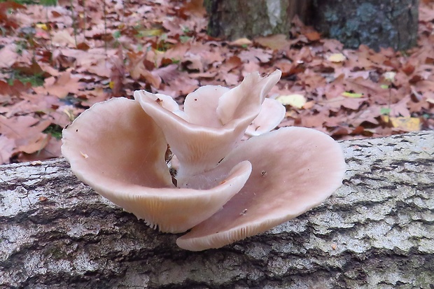 hliva buková Pleurotus pulmonarius (Fr.) Quél.